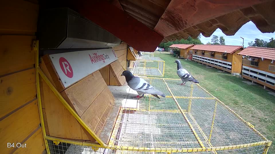 Pigeon Arrival Image For Race Race 4