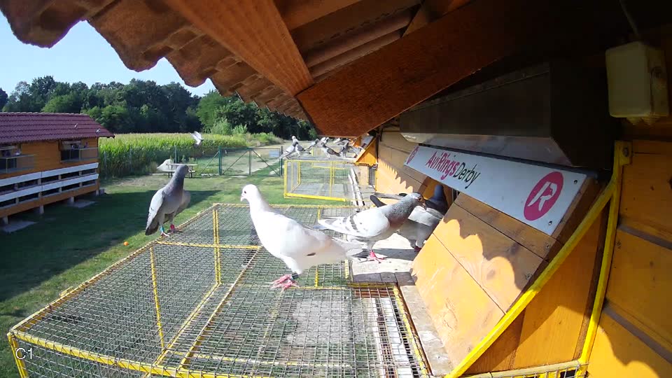 Pigeon Arrival Image For Race Race 1