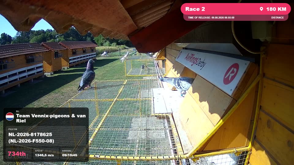 Pigeon Arrival Image For Race Race 2