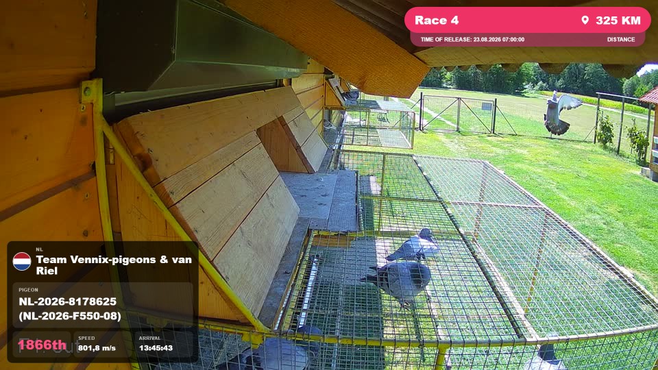 Pigeon Arrival Image For Race Race 4