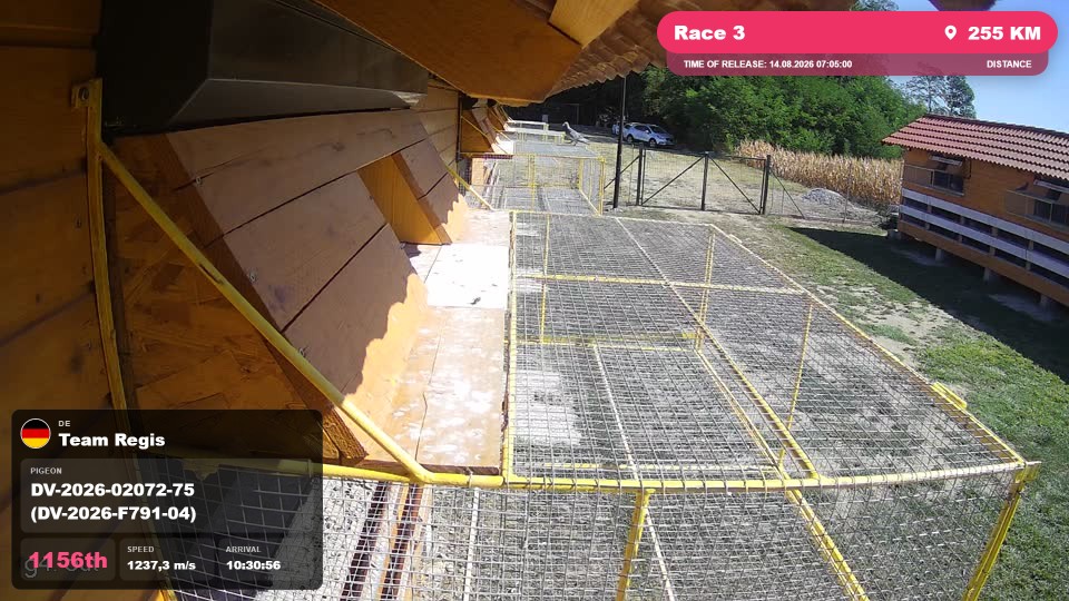 Pigeon Arrival Image For Race Race 3