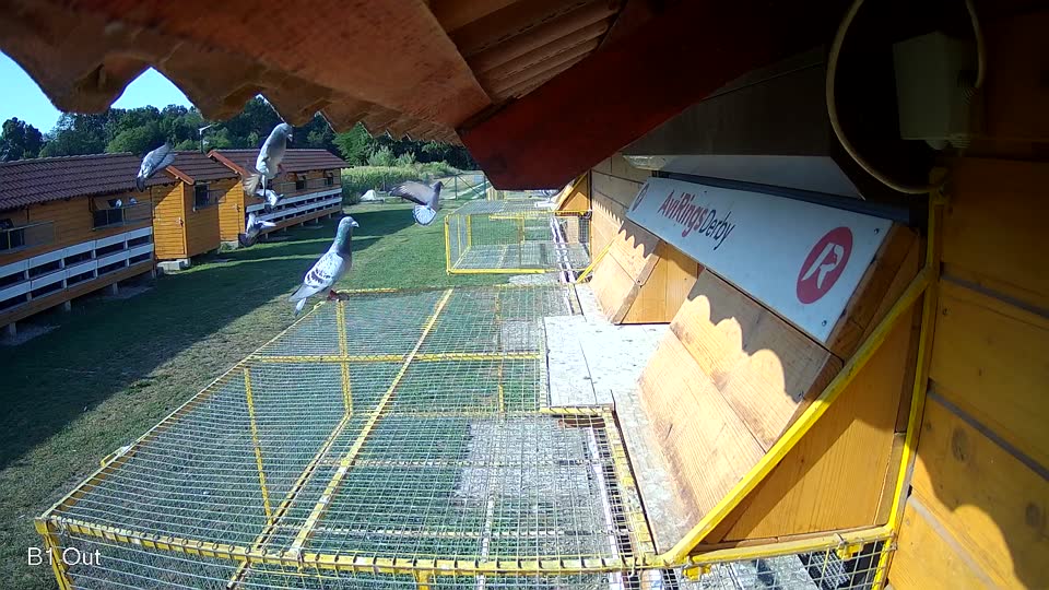 Pigeon Arrival Image For Race Race 1