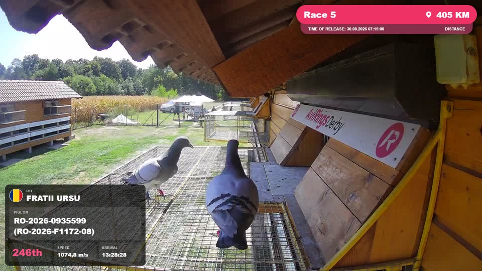 Pigeon Arrival Image For Race Race 5