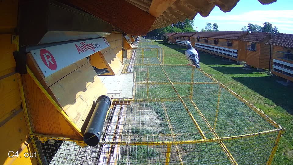 Pigeon Arrival Image For Race Race 2