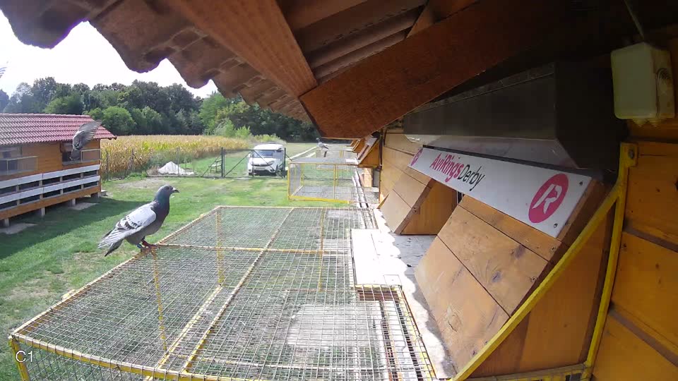 Pigeon Arrival Image For Race Race 4