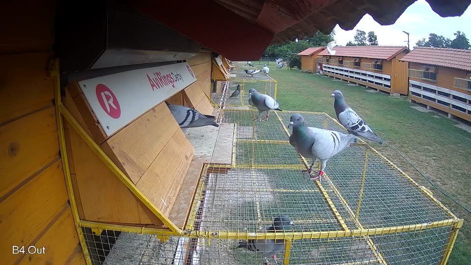 Pigeon Arrival Image For Race Race 3