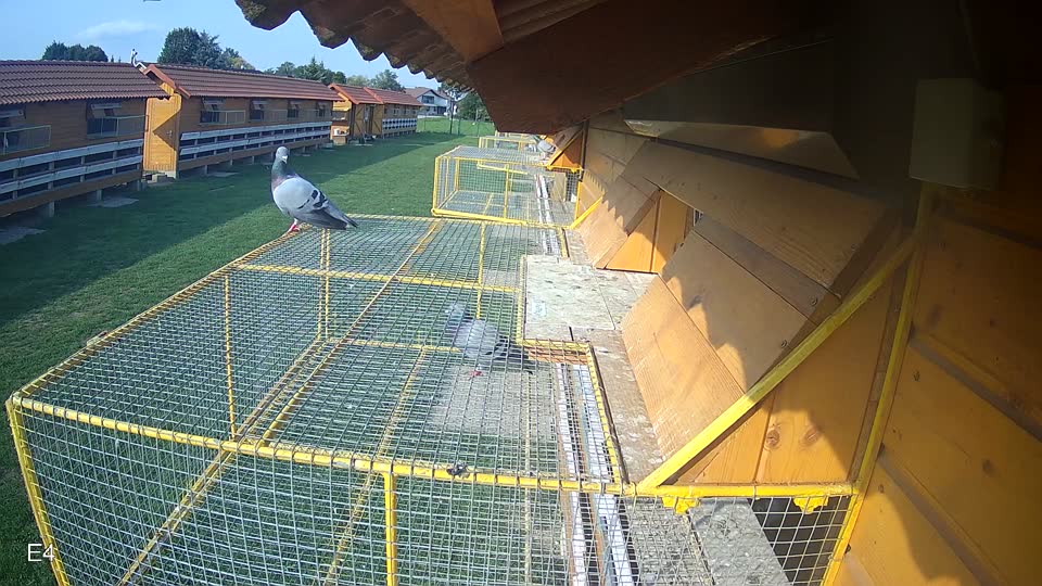Pigeon Arrival Image For Race Final race 1