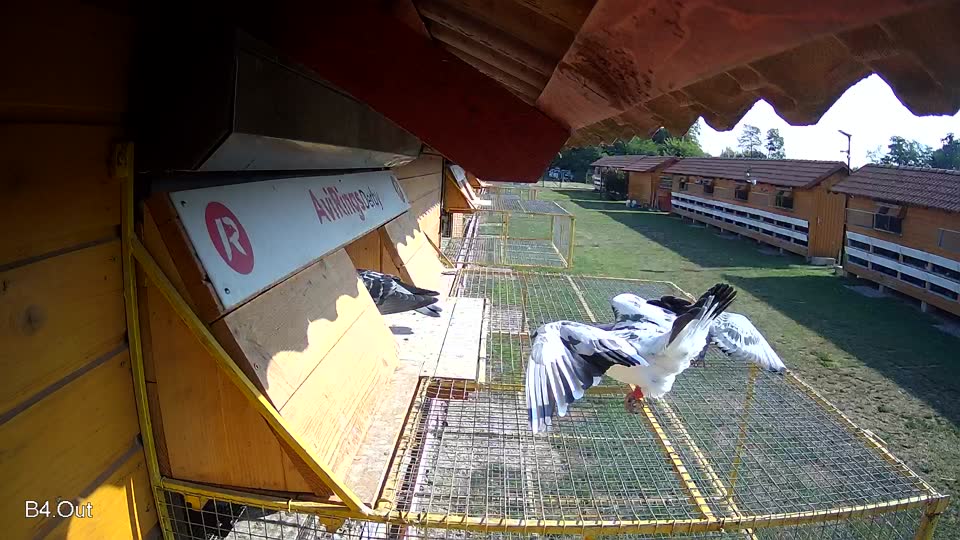 Pigeon Arrival Image For Race Race 1