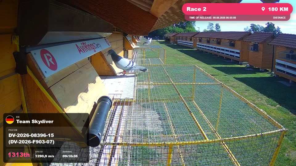 Pigeon Arrival Image For Race Race 2