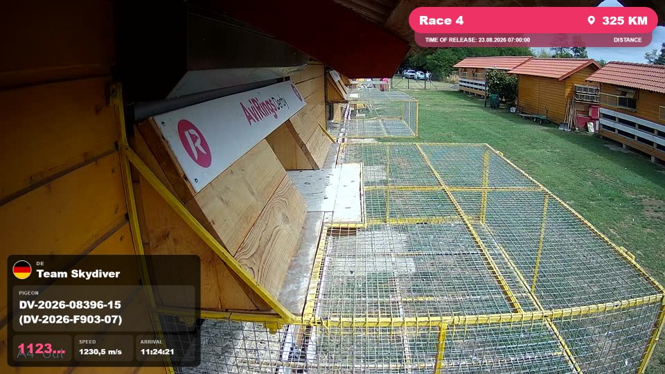 Pigeon Arrival Image For Race Race 4