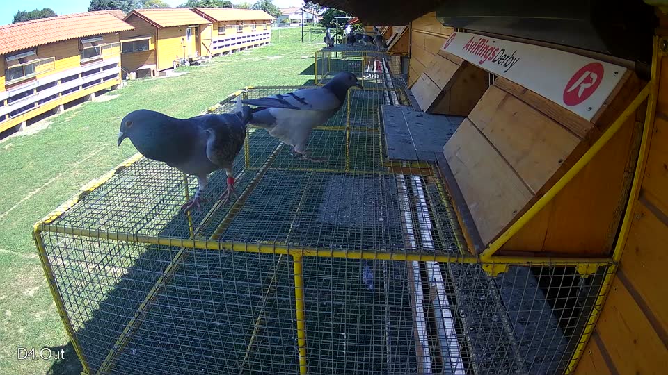 Pigeon Arrival Image For Race Race 2