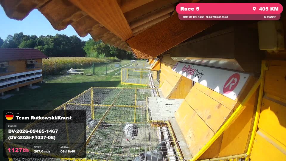 Pigeon Arrival Image For Race Race 5