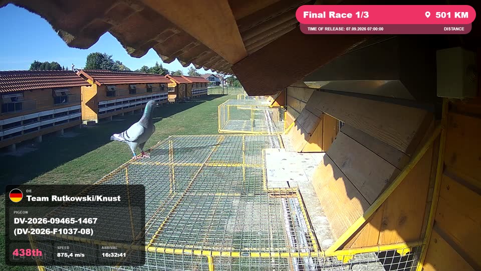 Pigeon Arrival Image For Race Final Race 1/3
