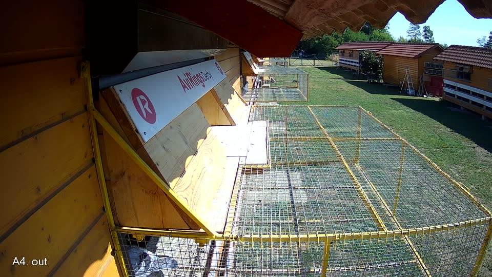 Pigeon Arrival Image For Race Race 2