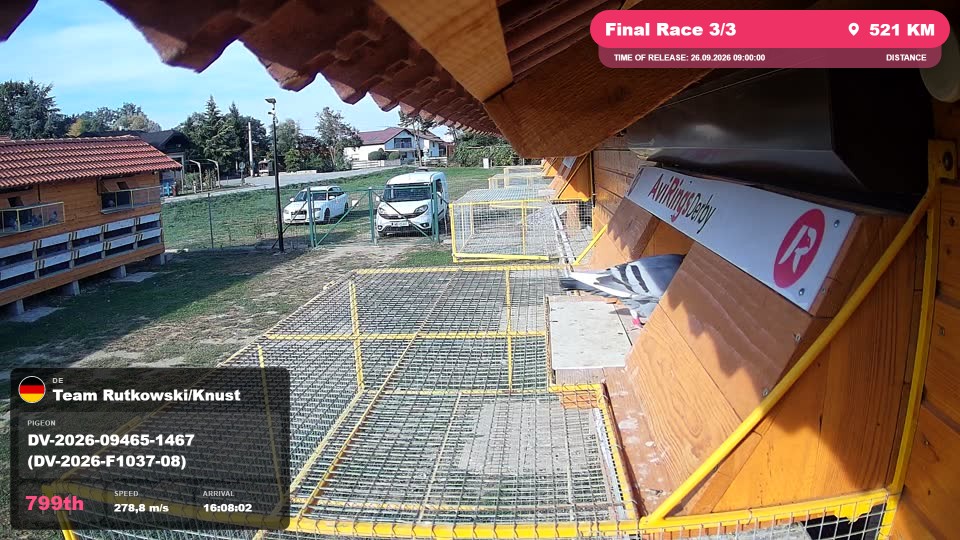 Pigeon Arrival Image For Race Final Race 3/3