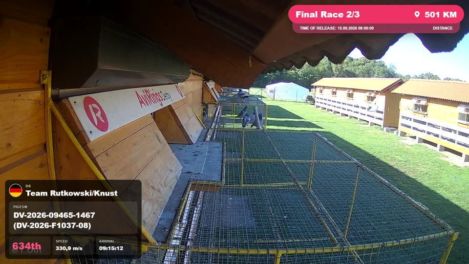 Pigeon Arrival Image For Race Final Race 2/3