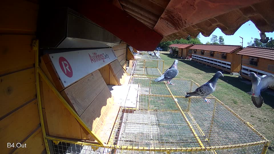 Pigeon Arrival Image For Race Race 3