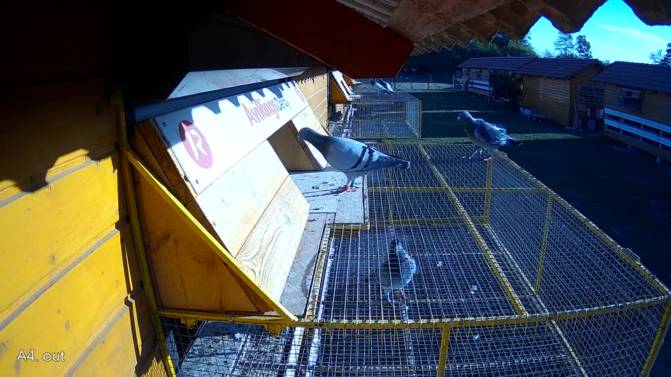 Pigeon Arrival Image For Race Final Race 1/3