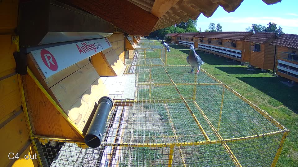 Pigeon Arrival Image For Race Race 2