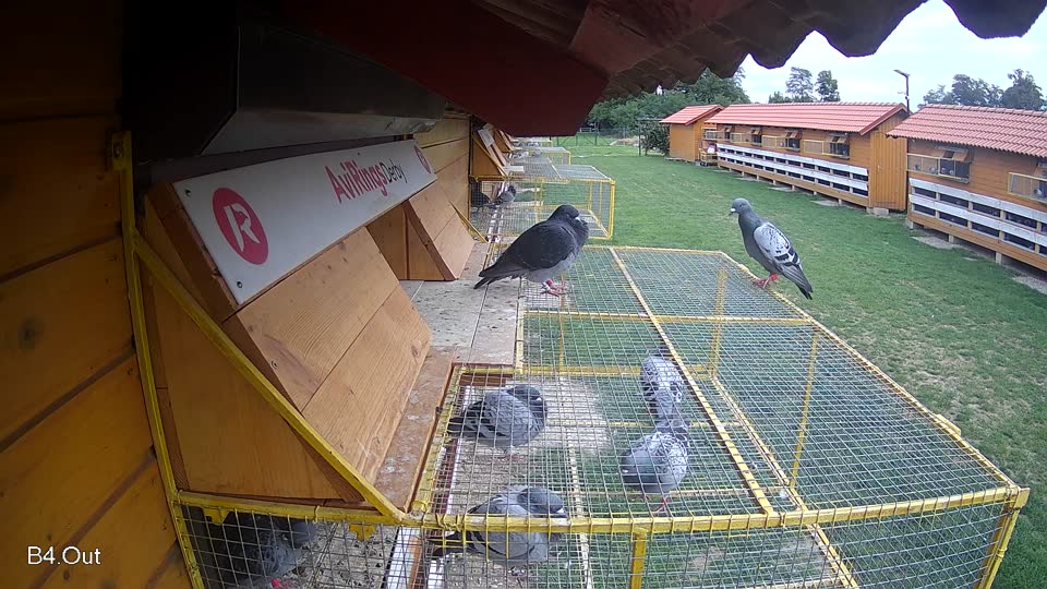 Pigeon Arrival Image For Race Race 6