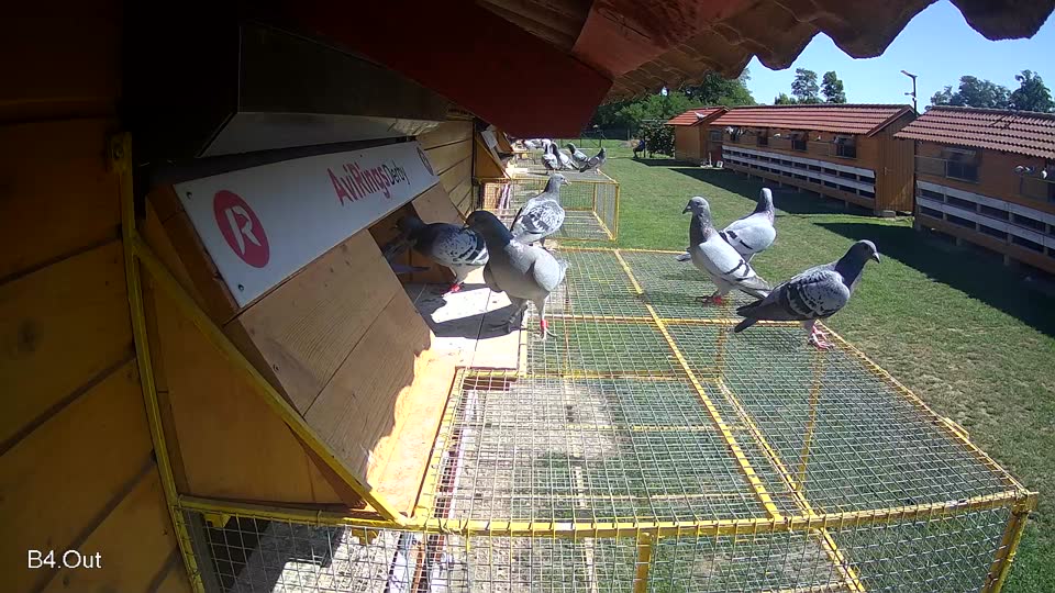Pigeon Arrival Image For Race Race 2
