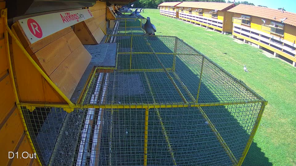 Pigeon Arrival Image For Race Race 2