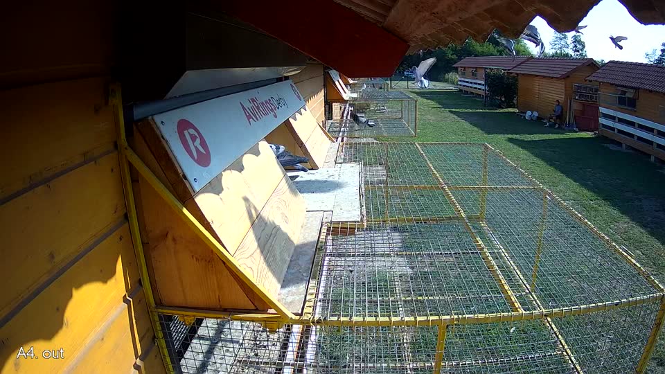 Pigeon Arrival Image For Race Race 1
