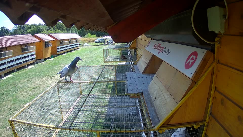 Pigeon Arrival Image For Race Race 5