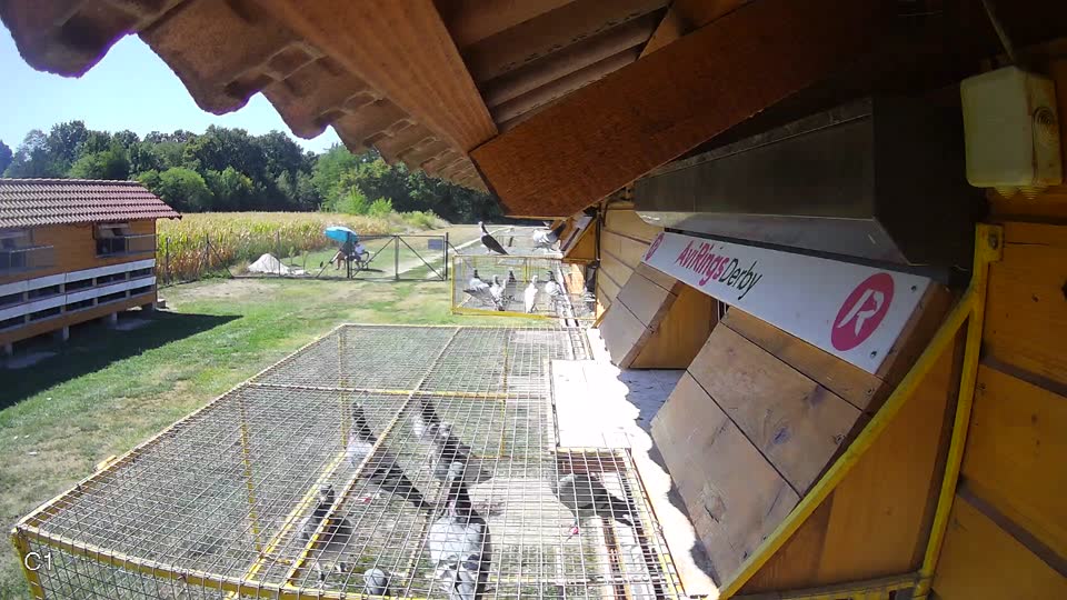 Pigeon Arrival Image For Race Race 3