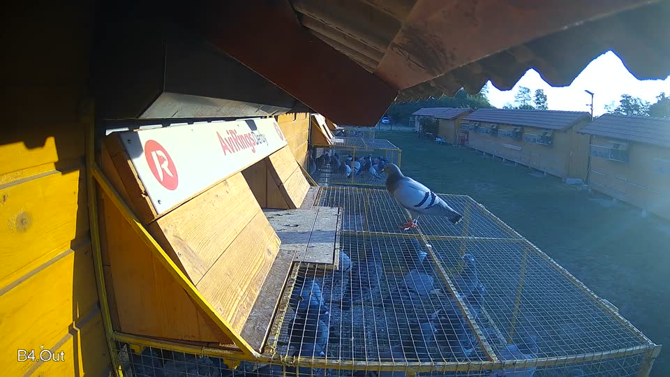 Pigeon Arrival Image For Race Final Race 1/3