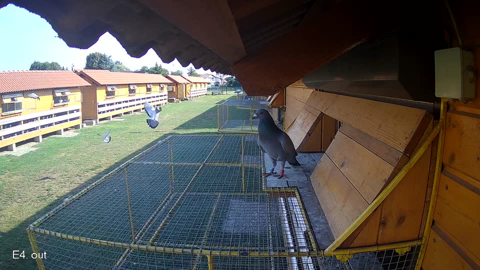 Pigeon Arrival Image For Race Race 1