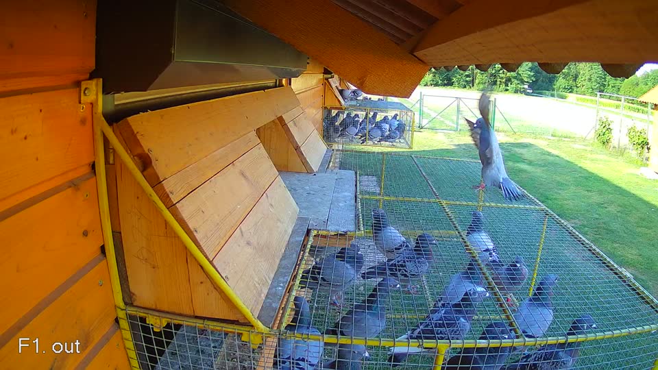 Pigeon Arrival Image For Race Race 1
