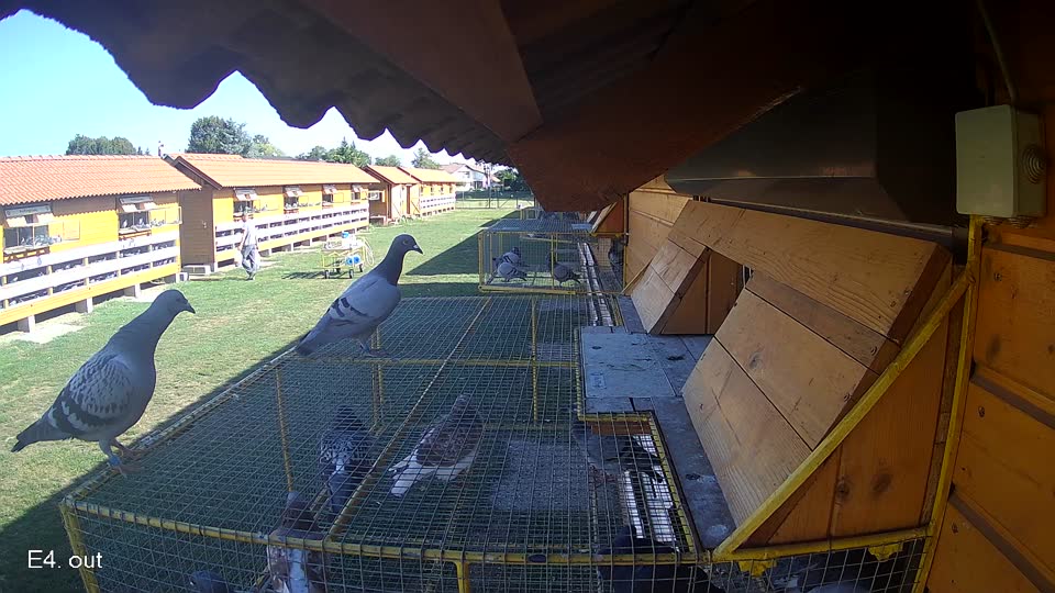 Pigeon Arrival Image For Race Race 5