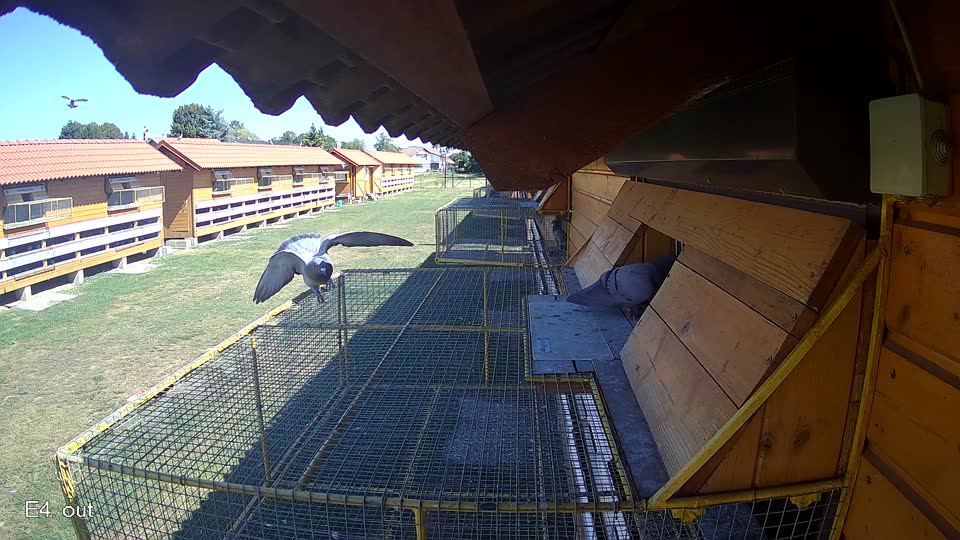Pigeon Arrival Image For Race Race 3