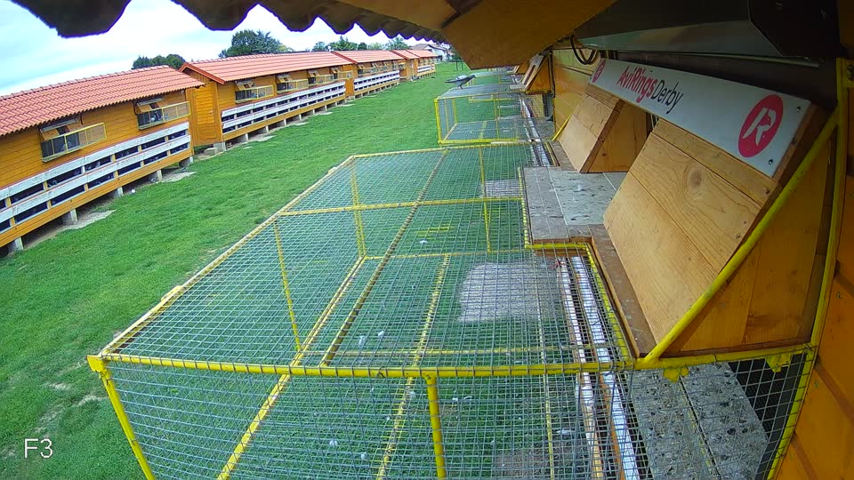 Pigeon Arrival Image For Race Race 6