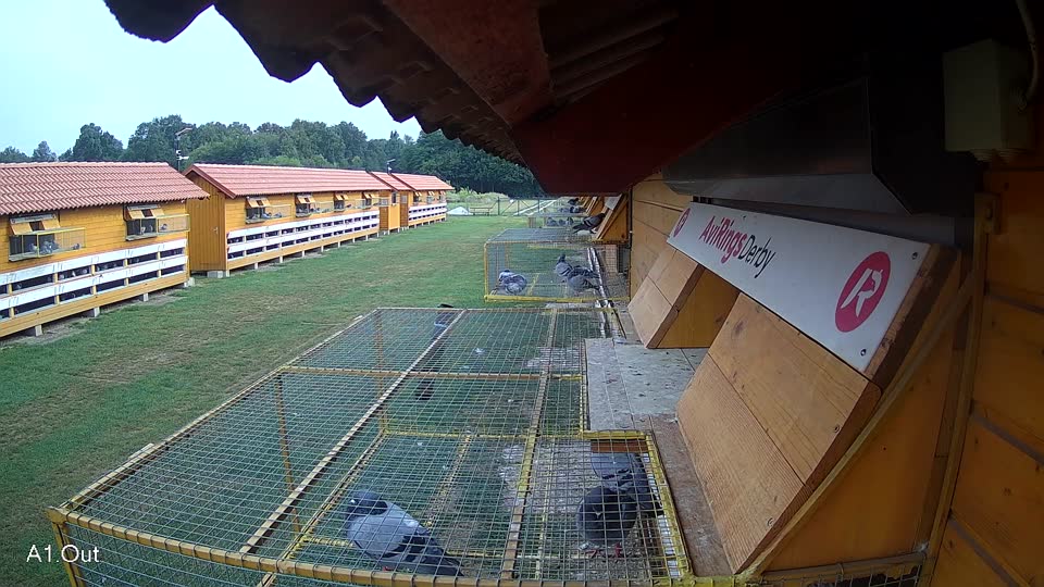 Pigeon Arrival Image For Race Race 4