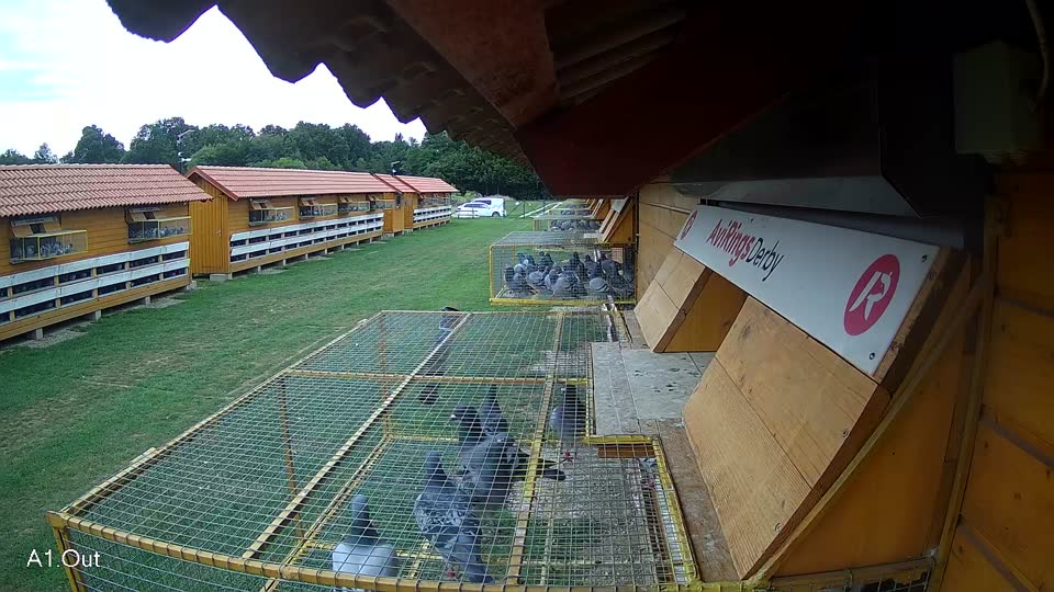 Pigeon Arrival Image For Race Race 2