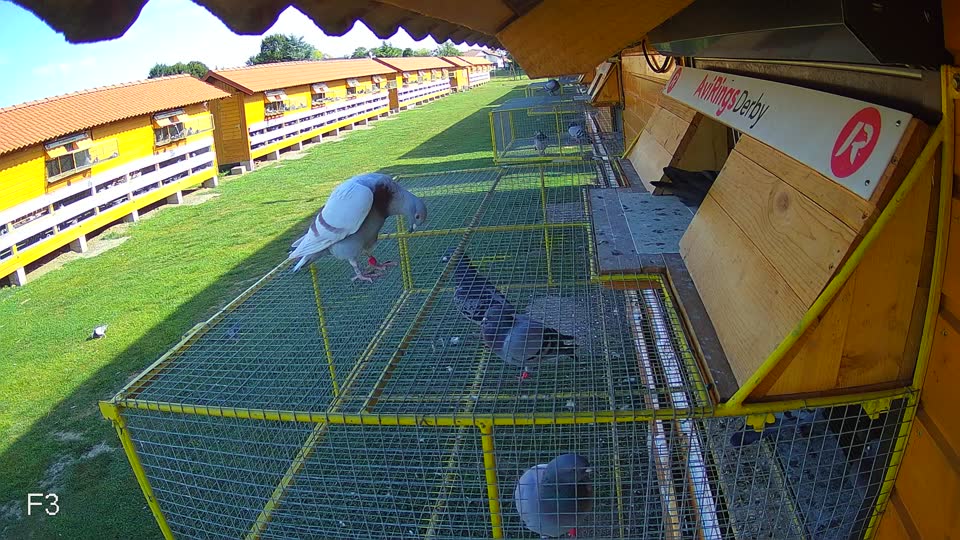 Pigeon Arrival Image For Race Race 5