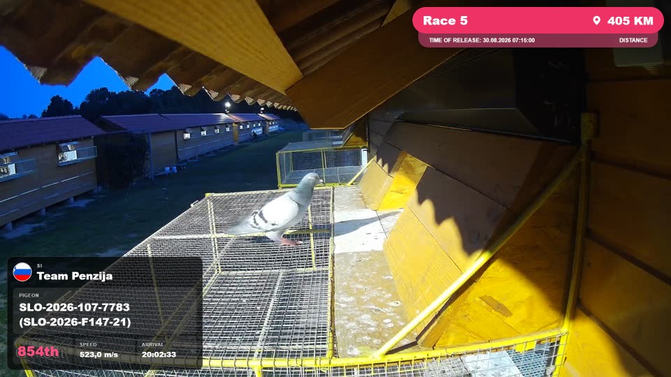 Pigeon Arrival Image For Race Race 5