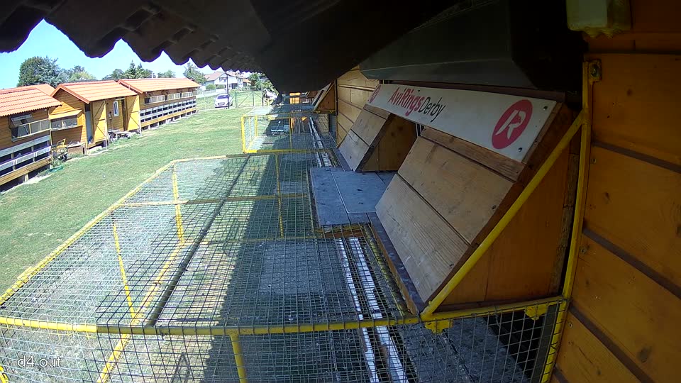 Pigeon Arrival Image For Race Race 5