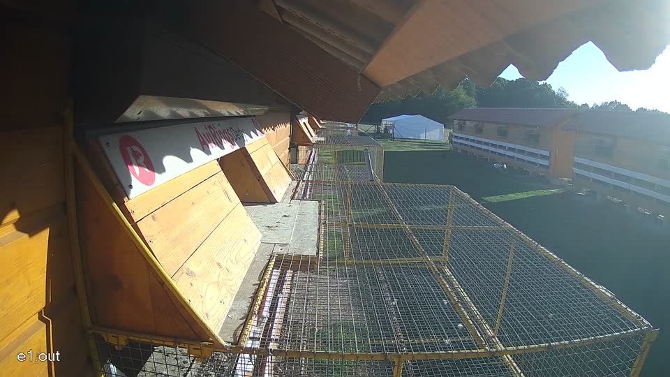 Pigeon Arrival Image For Race Final Race 1/3