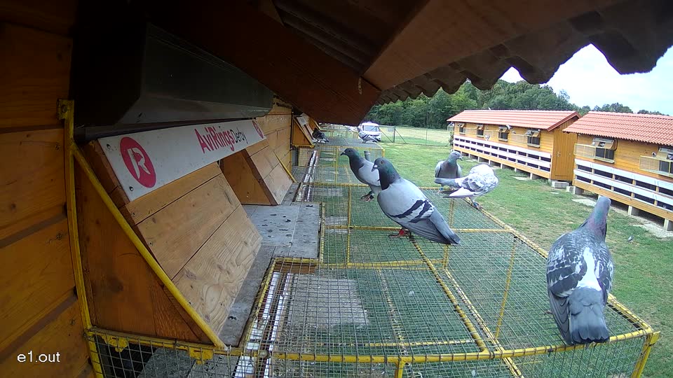 Pigeon Arrival Image For Race Race 4
