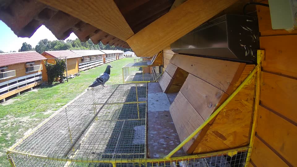 Pigeon Arrival Image For Race Final Race 1/3