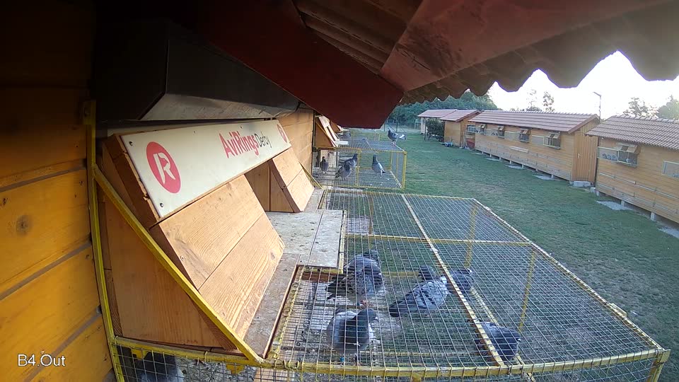 Pigeon Arrival Image For Race Race 5