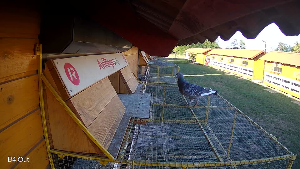 Pigeon Arrival Image For Race Final Race 1/3