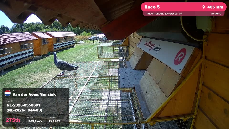Pigeon Arrival Image For Race Race 5