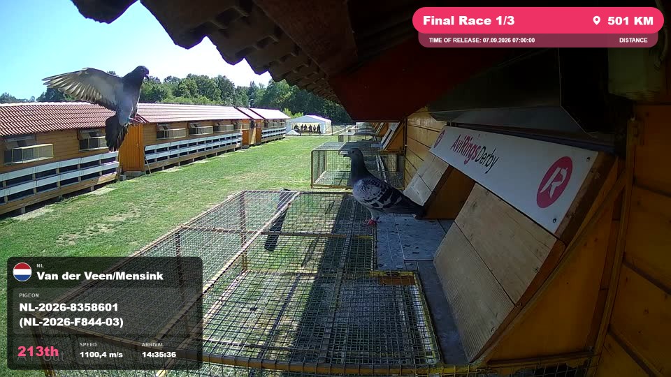 Pigeon Arrival Image For Race Final Race 1/3