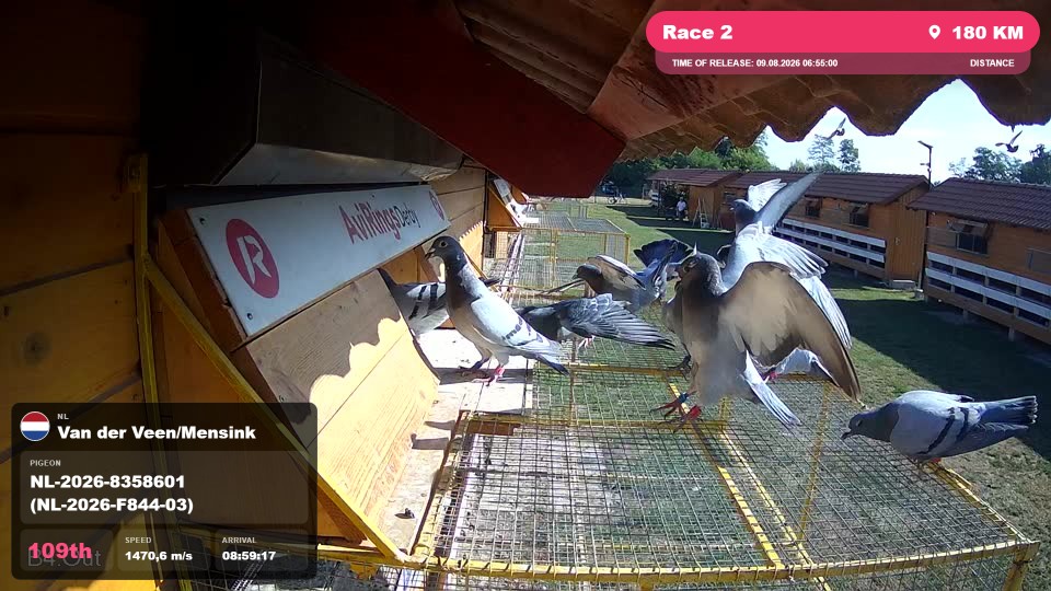 Pigeon Arrival Image For Race Race 2