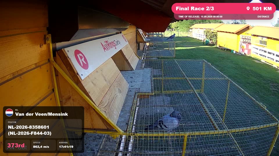 Pigeon Arrival Image For Race Final Race 2/3