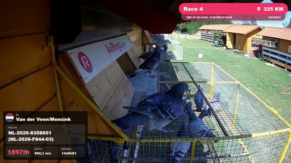 Pigeon Arrival Image For Race Race 4